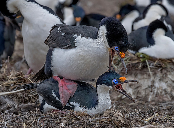 133 Imperial Shags (Phalacrocorax atriceps) - Falkland Islands