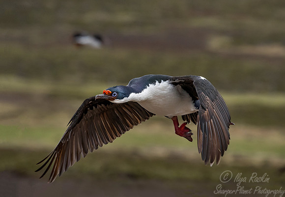 134 Imperial Shag (Phalacrocorax atriceps) - Falkland Islands