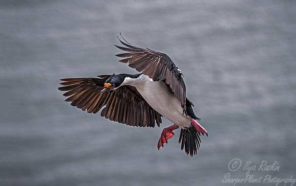 135 Imperial Shag (Phalacrocorax atriceps) - Falkland Islands