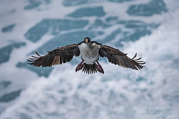 136 Imperial Shag (Phalacrocorax atriceps) - Falkland Islands