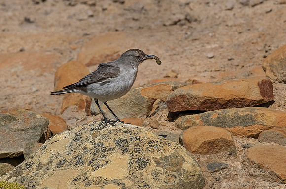 137 Blackish Cinclodes or Tussock bird Cinclodes antarcticus antarcticus) - Falkland Islands