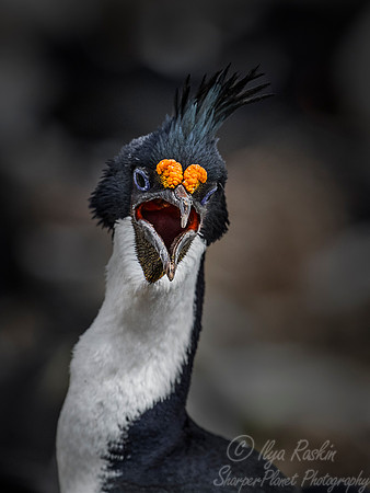 137 Imperial Shag (Phalacrocorax atriceps) - Falkland Islands