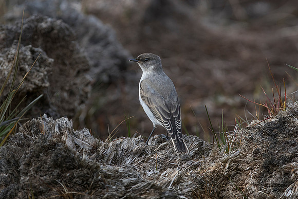 138 Dark-faced Ground Tyrant (Muscisaxicola maclovianus) - Falkland Island