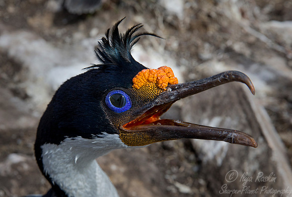 138 Imperial Shag (Phalacrocorax atriceps) - Falkland Islands
