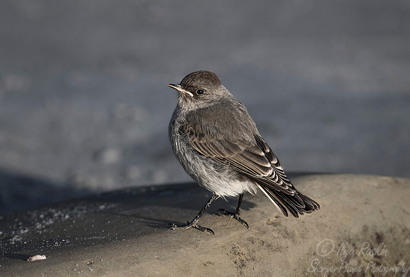 139 Dark-faced Ground Tyrant (Muscisaxicola maclovianus) - Falkland Island