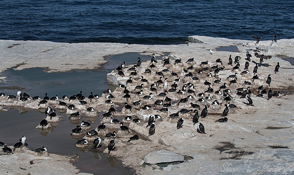 139 Imperial Shags (Phalacrocorax atriceps) - Falkland Islands