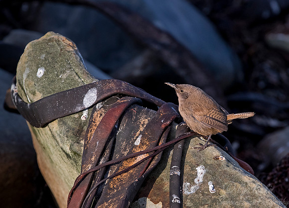 140 Cobbs wren (Troglodytes cobbi) - Falkland Islands