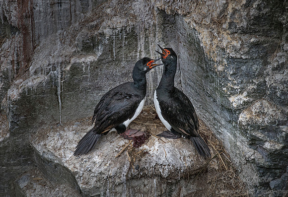 140 Rock Shags (Phalacrocorax magellanicus) - Falkland Islands