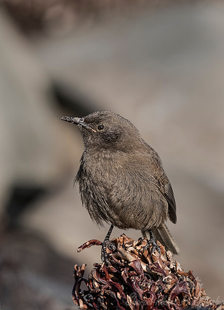 141 Cobbs wren (Troglodytes cobbi) - Falkland Islands