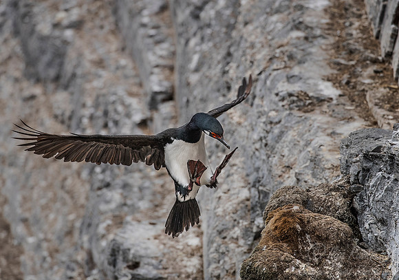141 Rock Shag (Phalacrocorax magellanicus) - Falkland Islands
