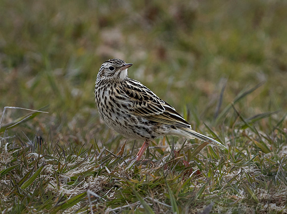 142 Correndera Pipit (Anthus correndera) - Falkland Islands