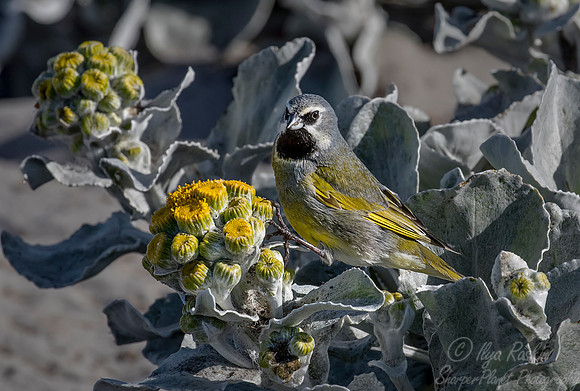 143 Black-throated Finch male (Poephila cincta or Melanodera melanodera) - Falkland Islands
