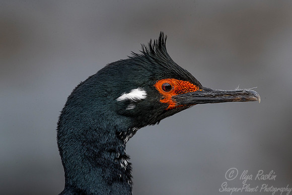 143 Rock Shag (Phalacrocorax magellanicus) - Falkland Islands