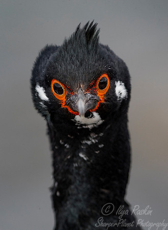 144 Rock Shag (Phalacrocorax magellanicus) - Falkland Islands