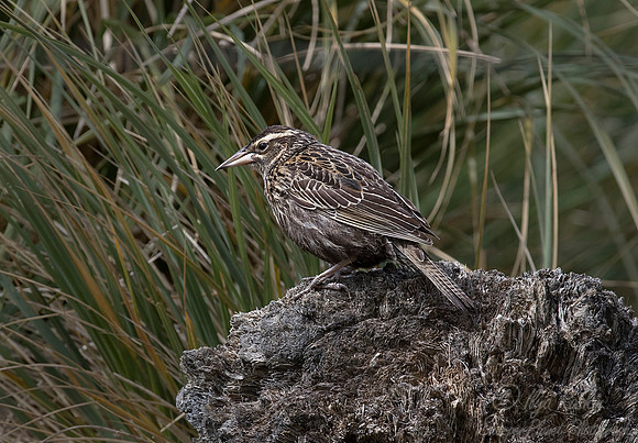 145 Long-tailed Meadowlark female (Sturnella loyca) - Falkland Silands