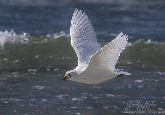 201 Snowy Sheathbill (Chionis albus) - Falkland Islands
