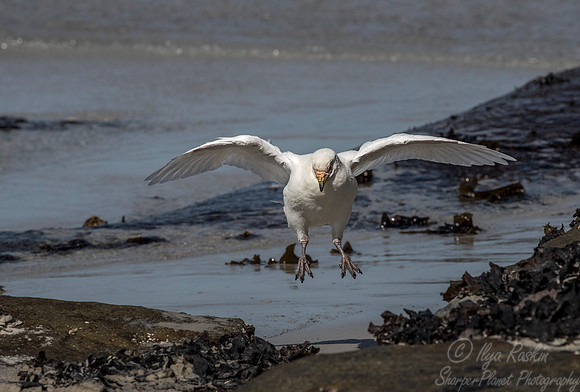 203 Snowy Sheathbill (Chionis albus) - Falkland Islands