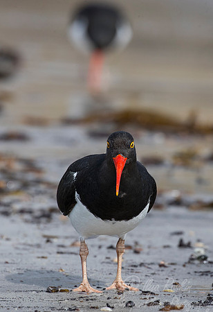 204 Magellanic Oystercatcher (Haematopus leucopodus) - Falkland Islands