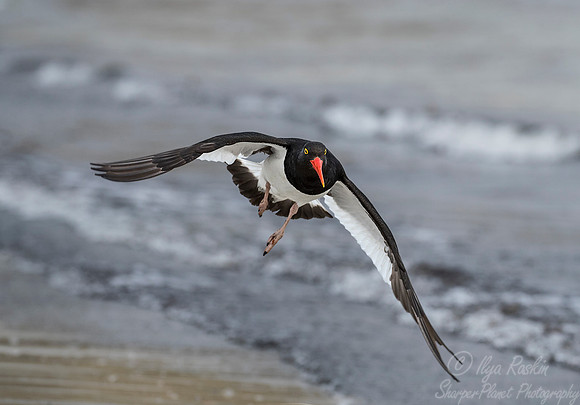 205 Magellanic Oystercatcher (Haematopus leucopodus) - Falkland Islands