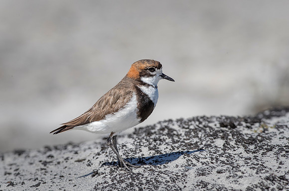206 Two-Banded Plover male (Charadrius falklandicus) - Falkland Islands