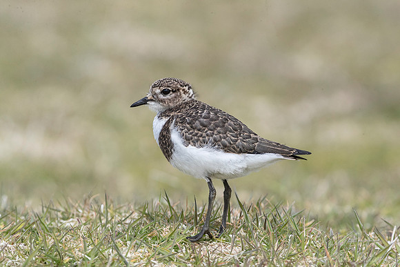 207 Two-Banded Plover female (Charadrius falklandicus) - Falkland Islands