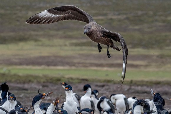 210 Brown Skua (Catharacta antarctica) with Imperial Shags - Falkland Islands