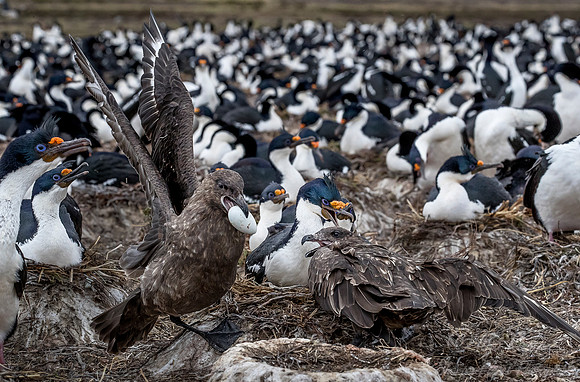 211  Brown Skuas (Catharacta antarctica)  with Imperial Shags - Falkland Islands