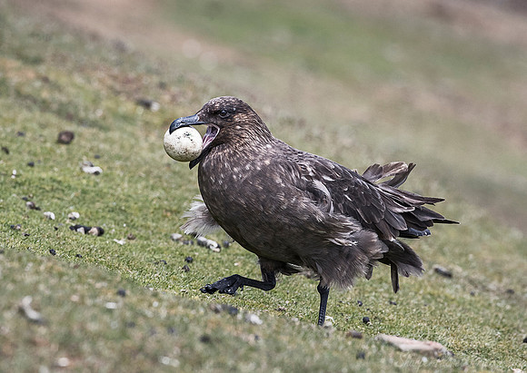 212  Brown Skua (Catharacta antarctica) - Falkland Islands
