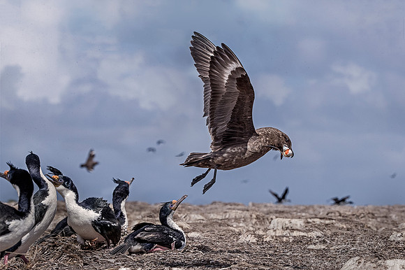 213 Brown Skua (Catharacta antarctica)  with Imperial Shags - Falkland Islands