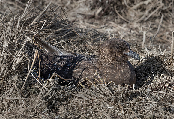 216 Brown Skua (Catharacta antarctica) - Falkland Islands