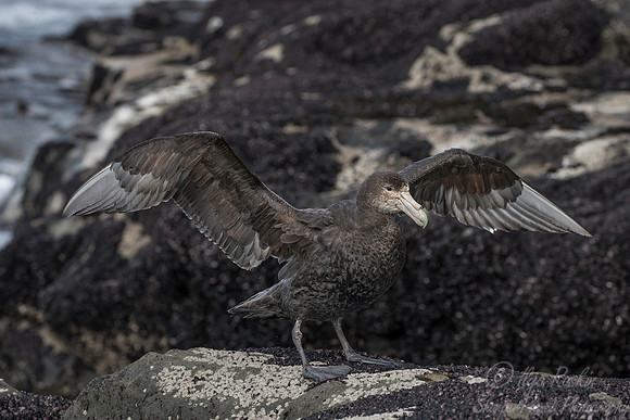 218 Southern Giant Petrel (Macronectes giganteus) - Falkland Islands