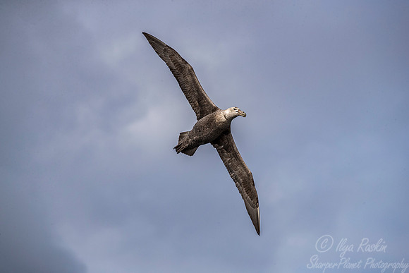 220 Southern Giant Petrel (Macronectes giganteus) - Falkland Islands
