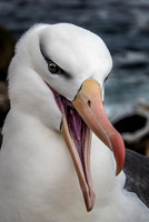 2016 Falkland Islands Other Birds