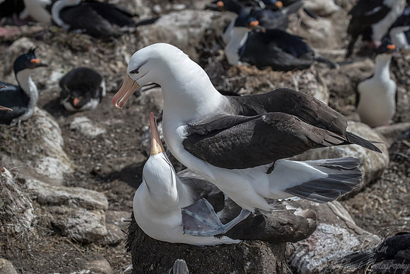 222 Black-browed Albatrosses (Thalassarche melanophris) - Falkland Islands