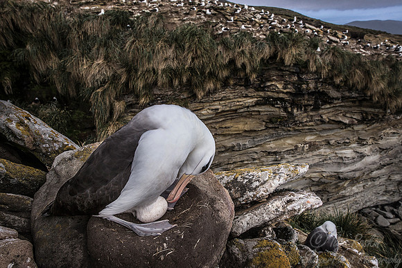 223 Black-browed Albatross (Thalassarche melanophris) - Falkland Islands