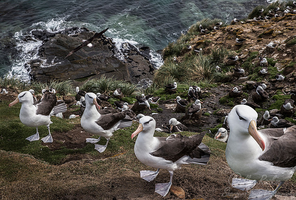 224 Black-browed Albatrosses (Thalassarche melanophris) - Falkland Islands
