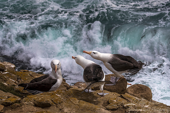 225 Black-browed Albatrosses (Thalassarche melanophris) - Falkland Islands