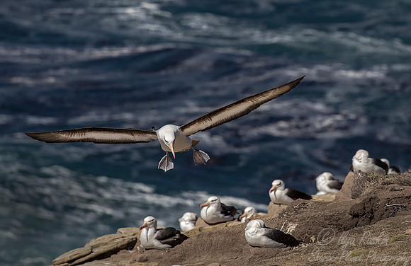 226 Black-browed Albatrosses (Thalassarche melanophris) - Falkland Islands