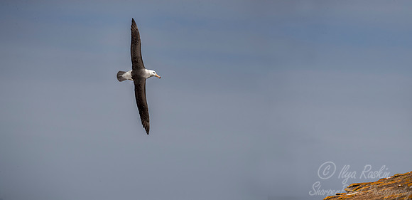 228 Black-browed Albatross (Thalassarche melanophris) - Falkland Islands