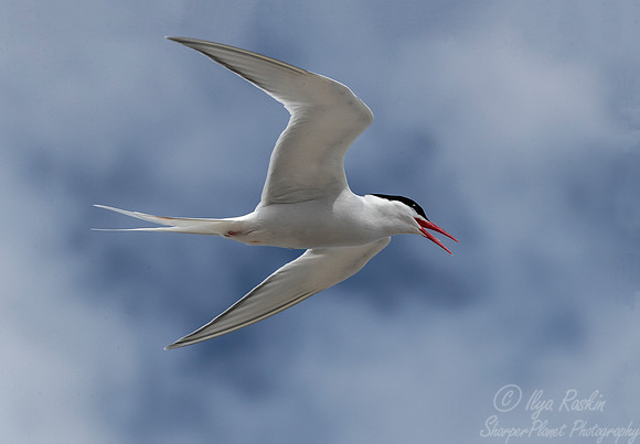 231 South American Tern (Sterna hirundinacea) - Falkland Islands