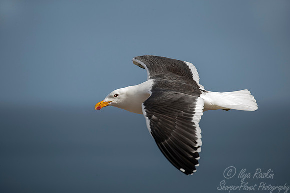 232 Kelp Gull (Larus dominicanus) - Falkland Islands