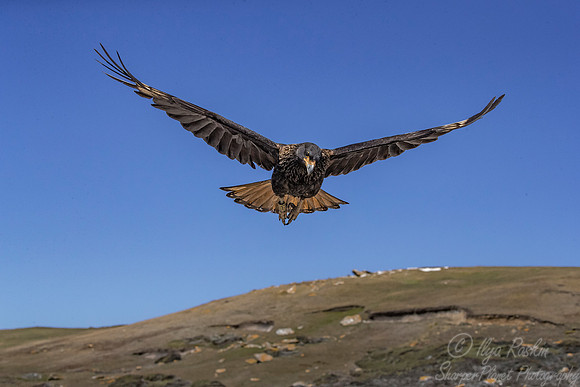 232 Striated Caracara or Johnny Rook (Phalcoboenus australis) - Falkland Islands