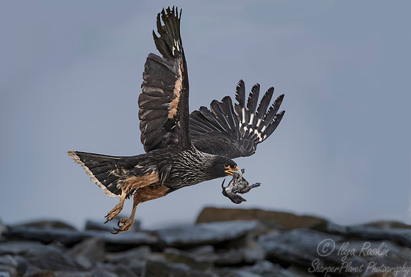 233 Striated Caracara  (Phalcoboenus australis) with Rockhopper Penguin chick - Falkland Islands