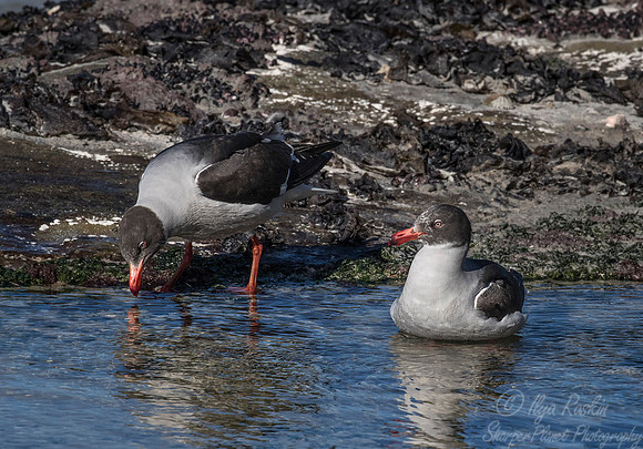 234 Brown-hooded Gull (Chroicocephalus maculipennis) - Falkland Islands