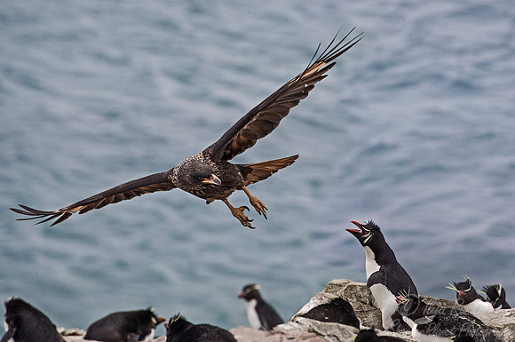 234 Striated Caracara or Johnny Rook (Phalcoboenus australis) - Falkland Islands