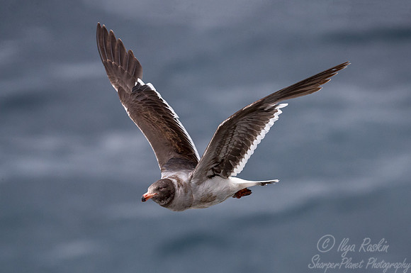 235 Brown-hooded Gull (Chroicocephalus maculipennis) - Falkland Islands