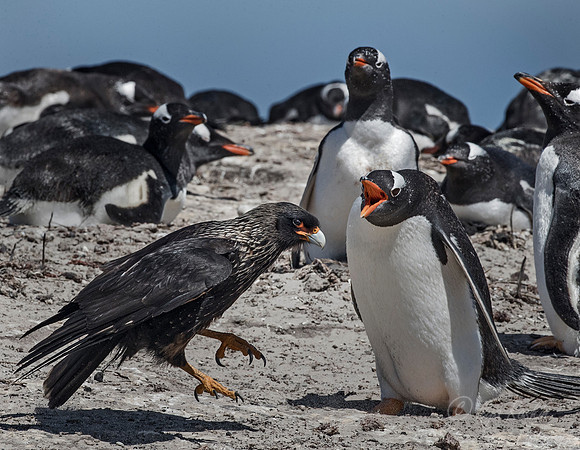 235 Striated Caracara (Phalcoboenus australis) and Gentoo Penguins - Falkland Islands
