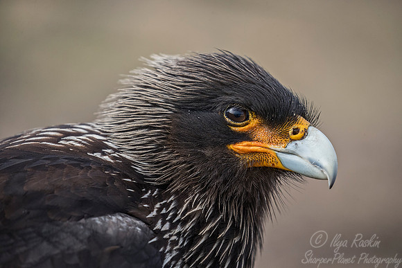 236 Striated Caracara or Johnny Rook (Phalcoboenus australis) - Falkland Islands