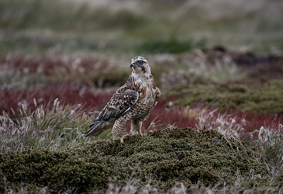 237 Variable Hawk (Geranoaetus polyosoma) - Falkland Islands