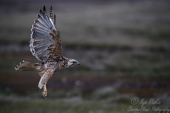 238 Variable Hawk (Geranoaetus polyosoma) - Falkland Islands